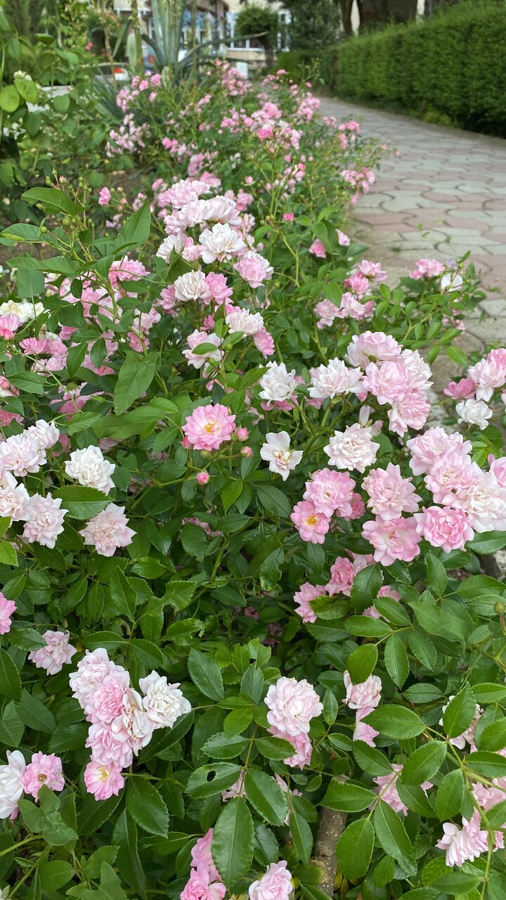 Гостиница Приморье Евпатория-178