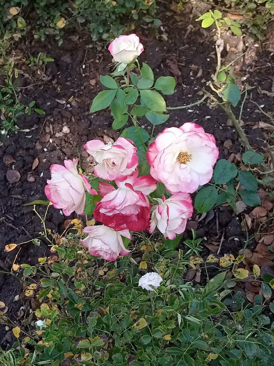 Гостиница Приморье Евпатория-246