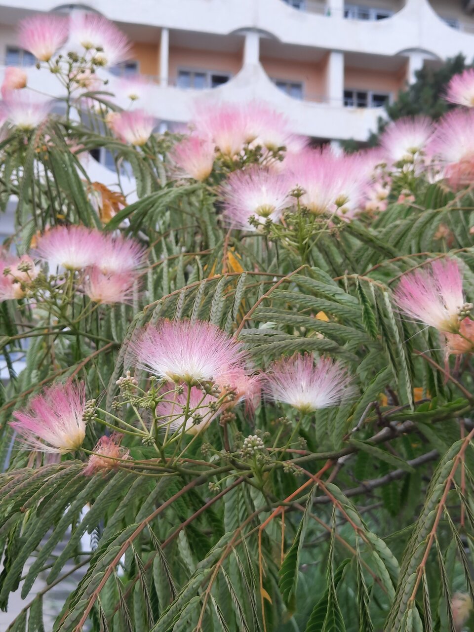 Гостиница Приморье Евпатория-208