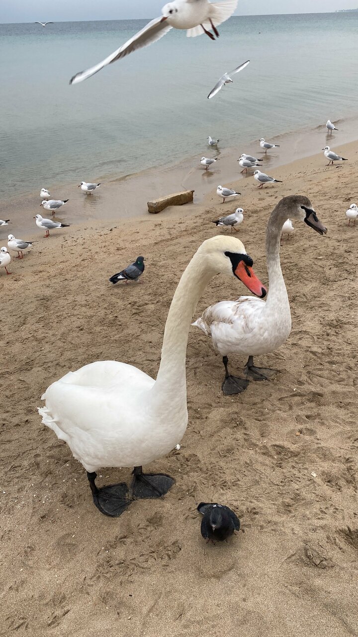 Гостиница Приморье Евпатория-166