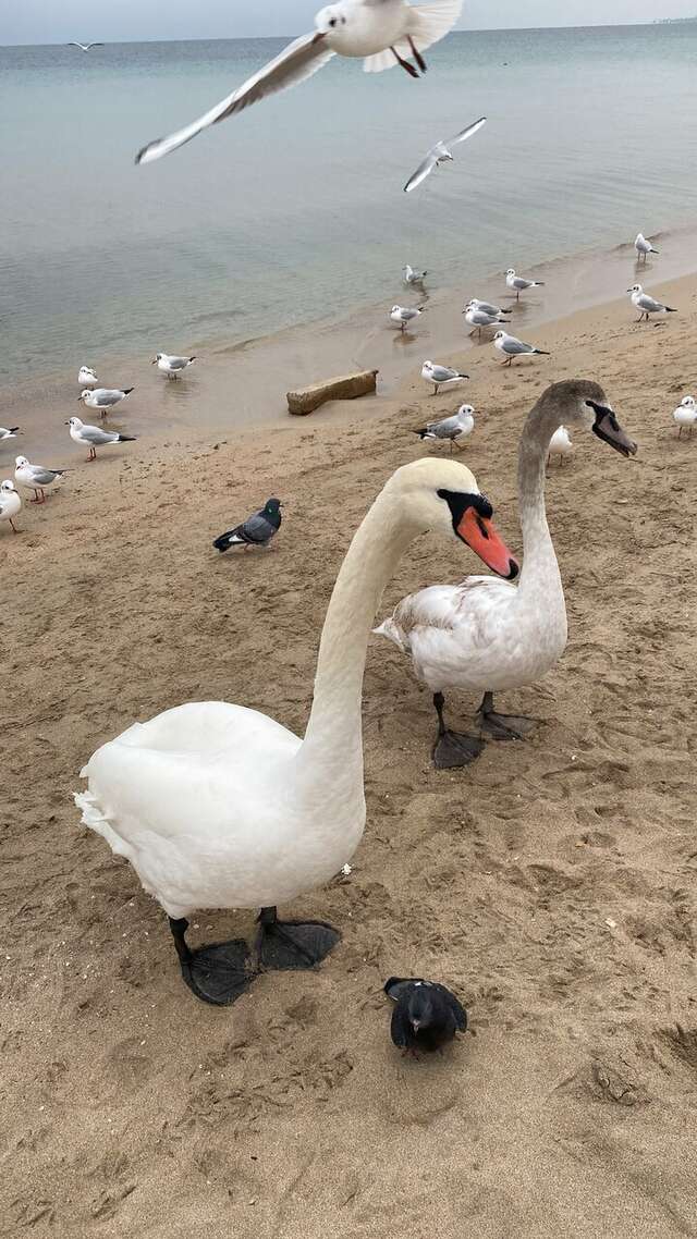 Гостиница Приморье Евпатория-165