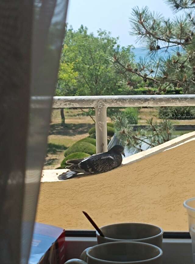 Гостиница Приморье Евпатория-239